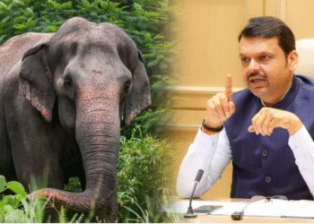 efforts to bring back Madhuri Hattini