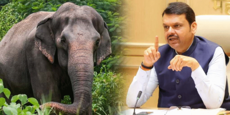 efforts to bring back Madhuri Hattini